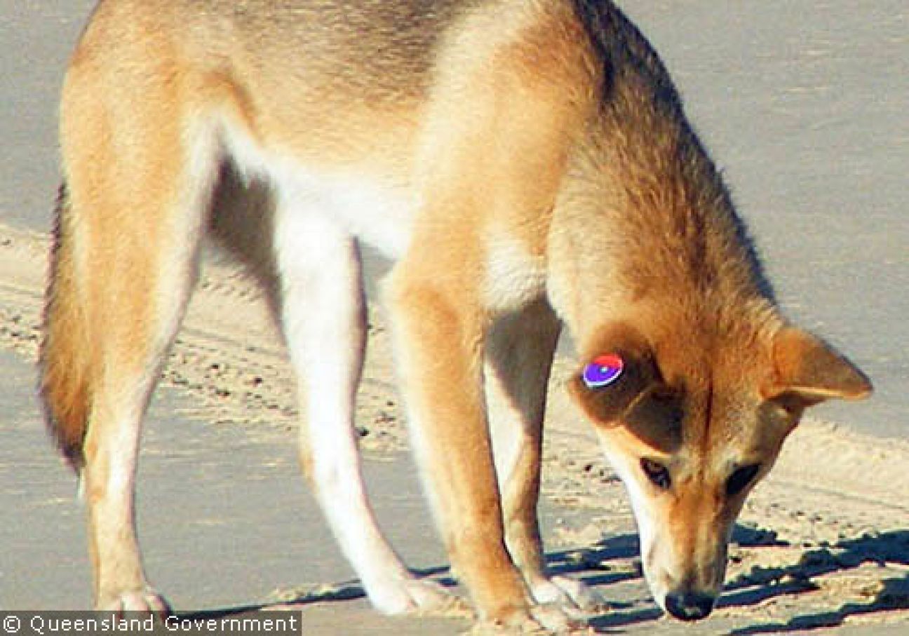 Fraser Island Dingoes