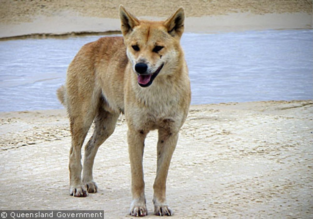 Fraser Island Dingoes