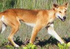 Fraser Island Dingoes