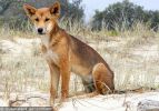Fraser Island Dingoes