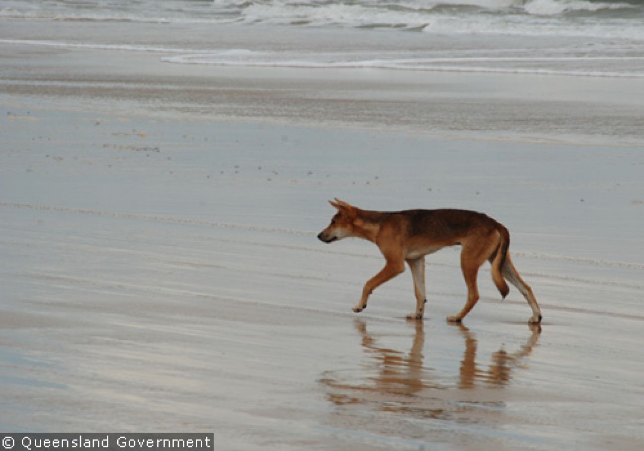 Fraser Island Dingoes