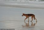 Fraser Island Dingoes