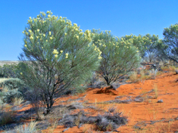 Sandhill grevilleas are perfectly adapted to the sandy soils in Diamantina National Park.