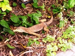 Image of a yellow-spotted monitor which are one of the largest predators on Fitzroy Island.
