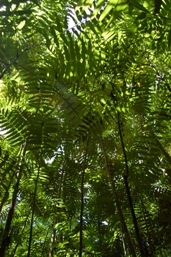 Pioneer species such as chinky pines, grow quickly after cyclone disturbances.