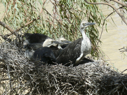 White-necked heron chicks Ardea pacifica.