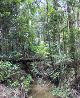 Pockets of rainforest feature in wet gullies on the Geebung circuit. 