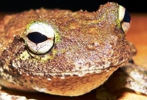 Tapping green-eyed frog.