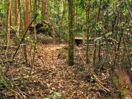 Tallowwood walkers' camp. 