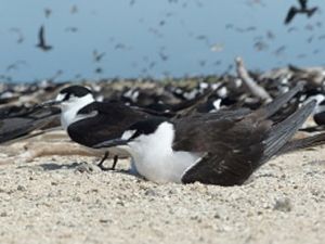 Image of some sooty terns on the beach.