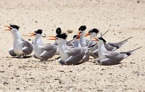 Image of some lesser crested terns which have orange bills.