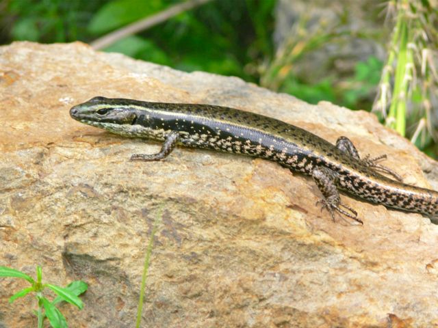 Look for skinks and other wildlife on your hike to your bush camp site.