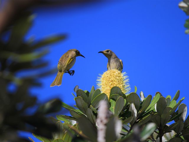 Brown honeyeaters thrive on coastal flowers. Look for them on the Coastal Walk.