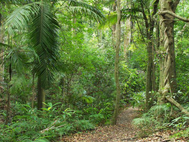 Enjoy a cool stroll through subtropical rainforest on the Rainforest walk.