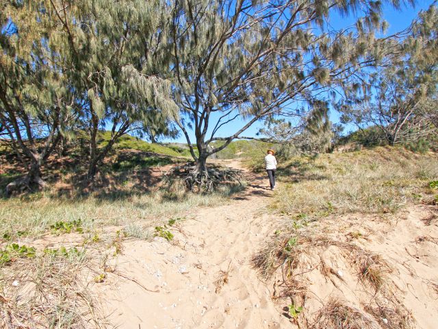 There are no formalised walking tracks, just the track from the camping area to the beach.