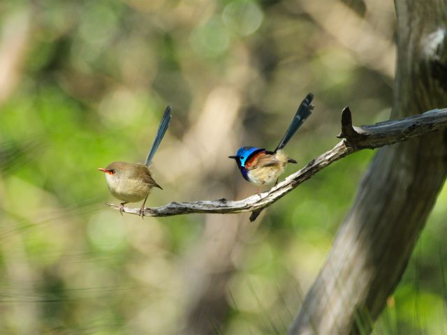 Stop, be still and you may spot beautiful variegated fairy-wrens.