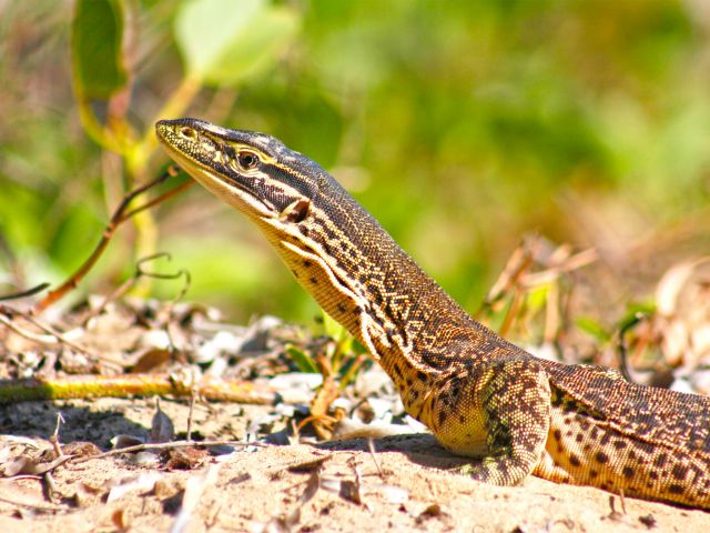Lace monitors might be cruising around the camping area.