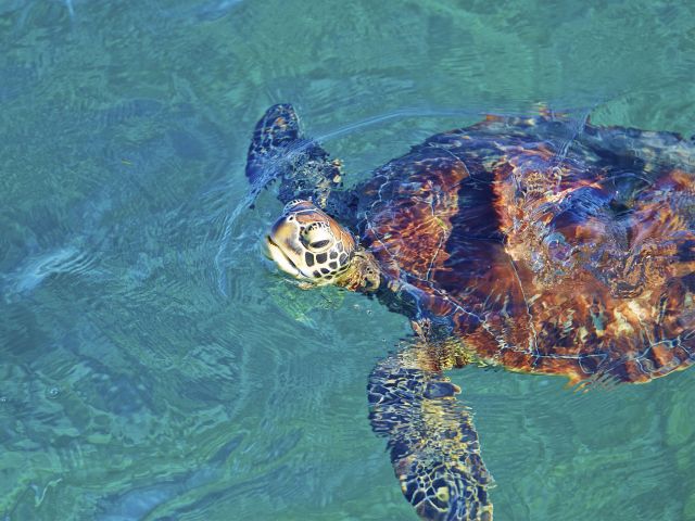 From the jetty, look for green turtles surfacing for a breath.