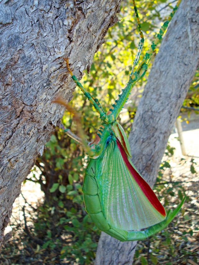 Keep a lookout for the extraordinary praying mantis in the trees.