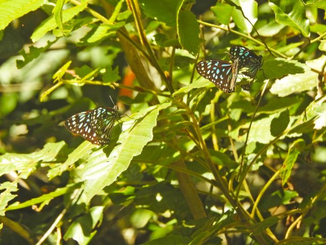 Plants aren't the only things to see along the walk. Look for butterflies like these blue tigers.