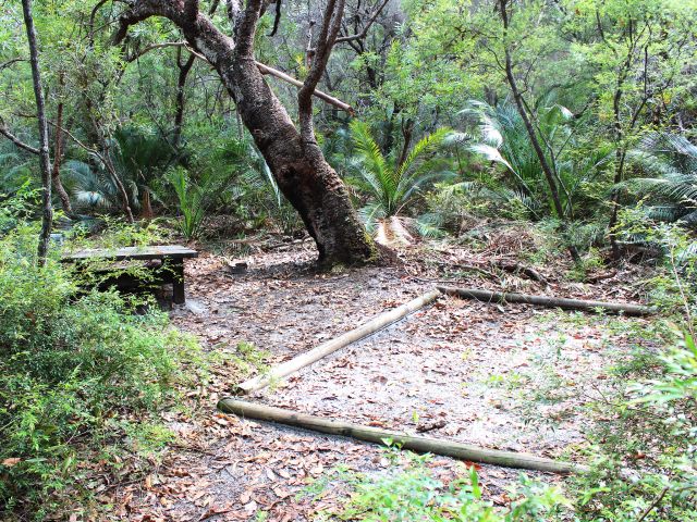 Pitch your tent among the cycads.