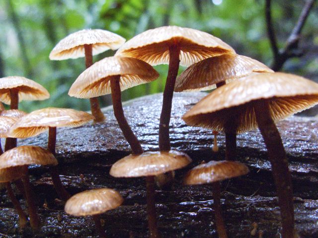 Spot the huge variety of fungi on the forest floor along the Rainforest walk.