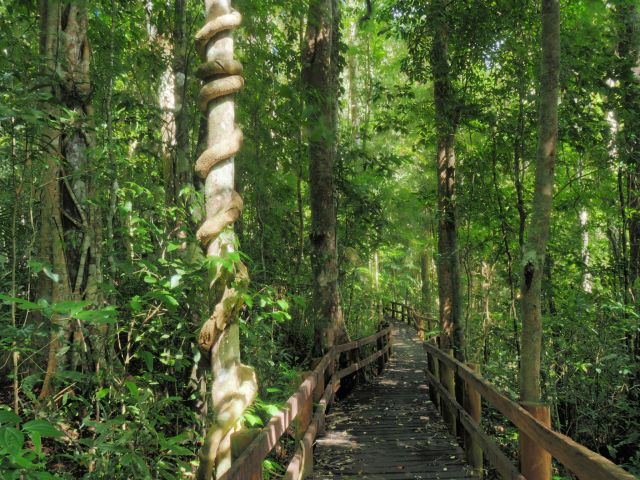 The track winds through the rainforest near the lake.