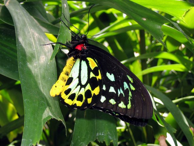 Cairns birdwing butterflies create splashes of colour on the Jindalba circuit track.