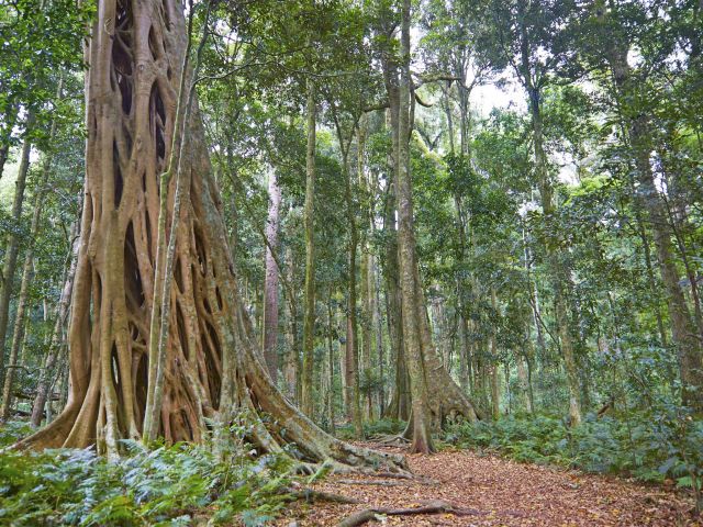 Walk through the forest of towering trees on the Scenic circuit.