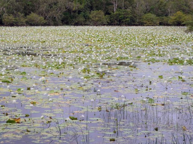 Gaze out over the lily-scattered lagoon.