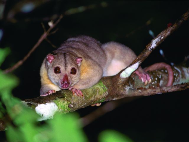 Share your camp site with nocturnal animals like this southern common cuscus.