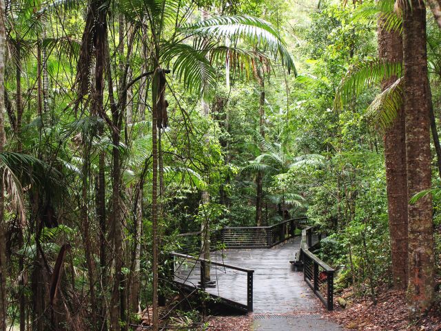Stroll through lush rainforest and over the clear creek.