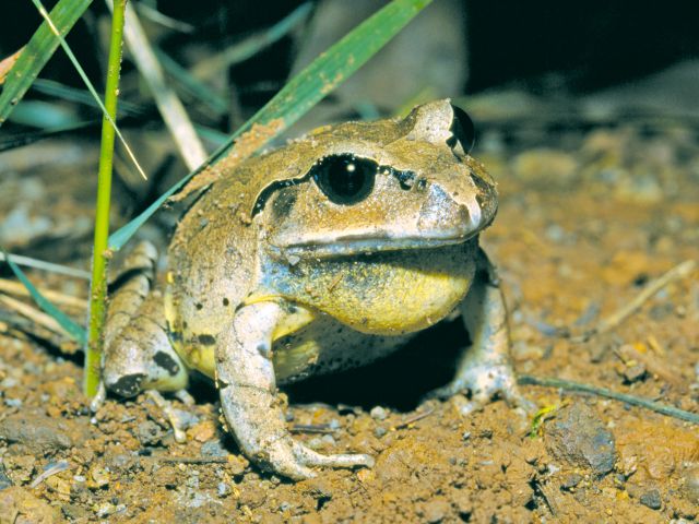 Look in the rock pools for great barred-frogs and their tadpoles.