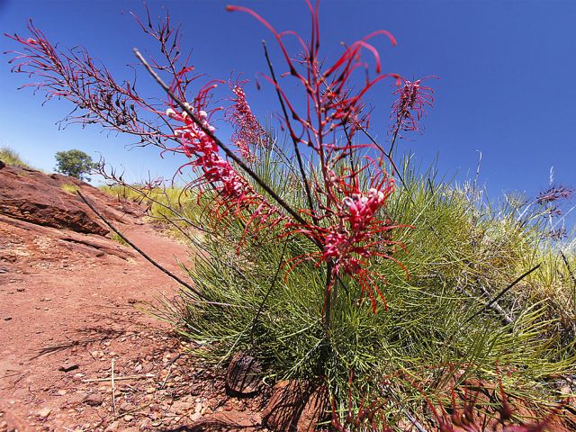 Photo of brilliant flowers along the Duwadarri viewpoint circuit track.