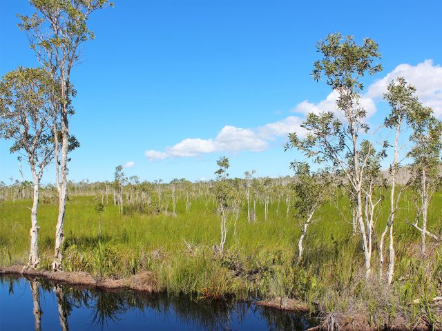 You'll drive through lush melaleuca swamps.