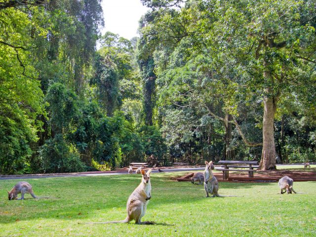 The grassy, open Dandabah picnic area is often visited by red-necked wallabies.