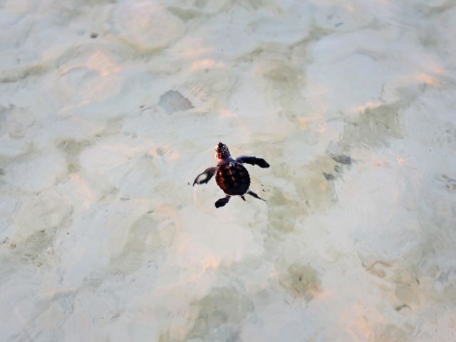 Seeing turtle hatchlings making their way from their nest to the ocean is an unforgettable experience.