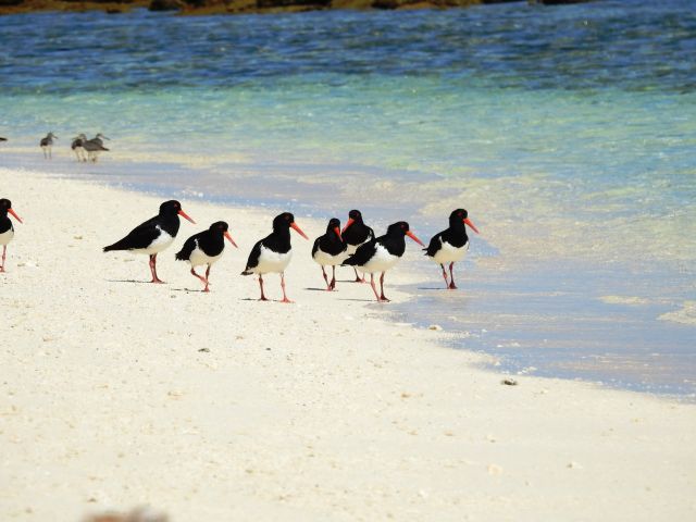 spend hours watching oystercatchers fossick along the shoreline.