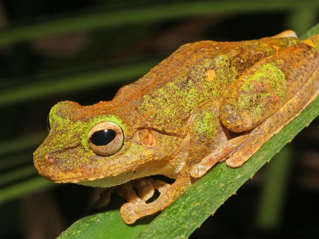 In the rainforest, keep an eye out for frogs like this growling green eyed frog.
