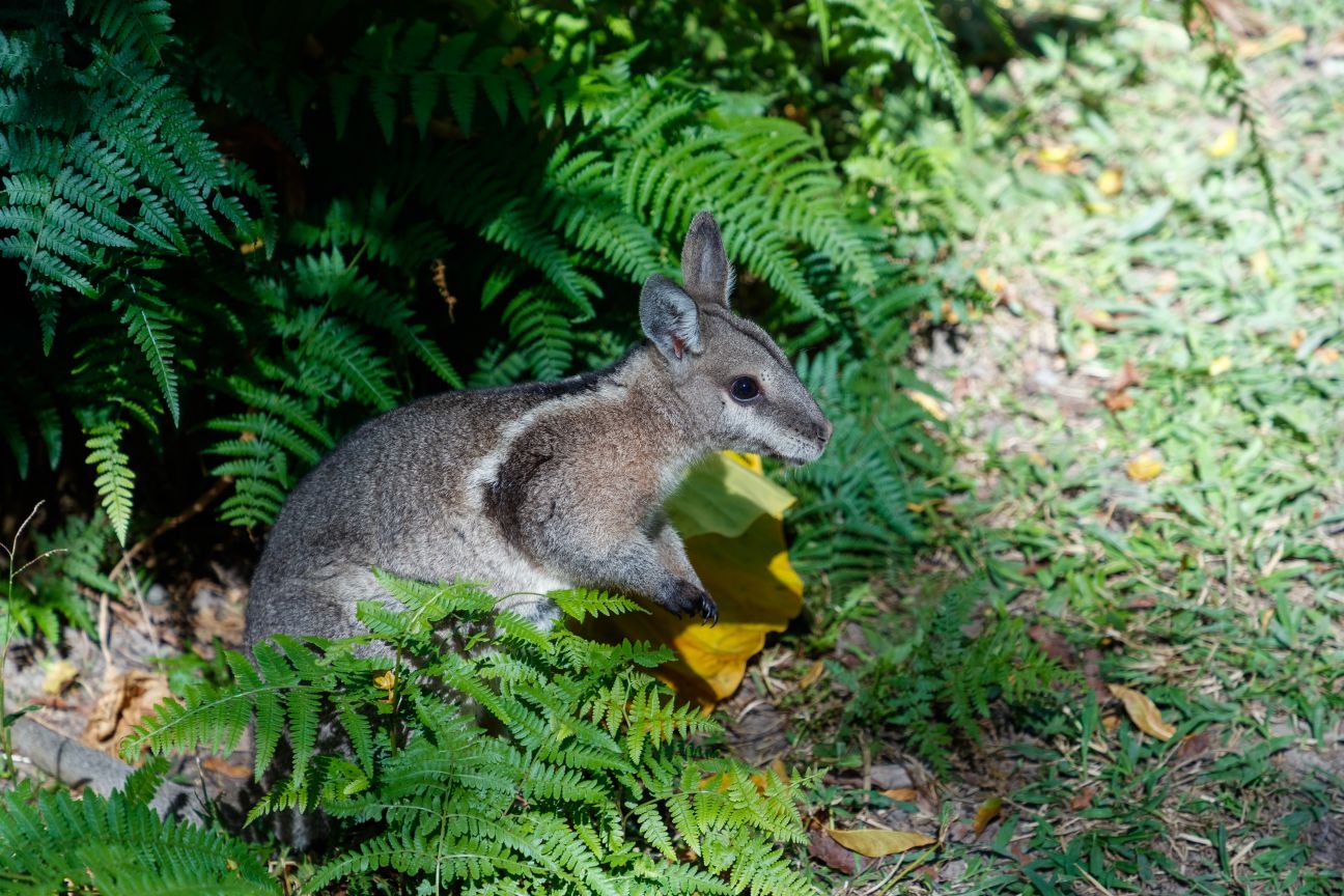Close up photo of a Bridled nailtail wallaby amongst ferns