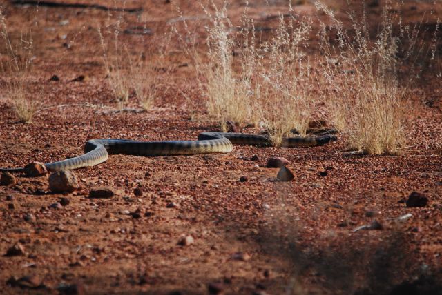 Image of the Black headed python which is non-venomous and mostly active at night, plus can grow up to 3m in length! 