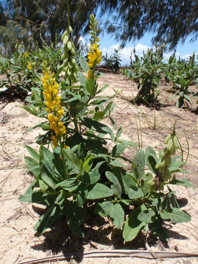 Photo of bright yellow Native Rattlepod bush growing in the sand dunes.