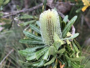 Wallum banksia <em>Banksia aemula</em> in bloom.