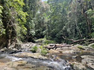 Jumrum Creek offers a tranquil rainforest experience.