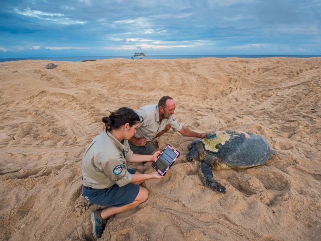 Rangers conducting research on green turtles.