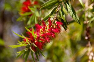 Red flowering callistemons line the banks of Tingalpa Creek making a picturesque display.