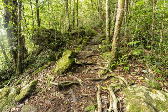 Andrée Griffin walking track