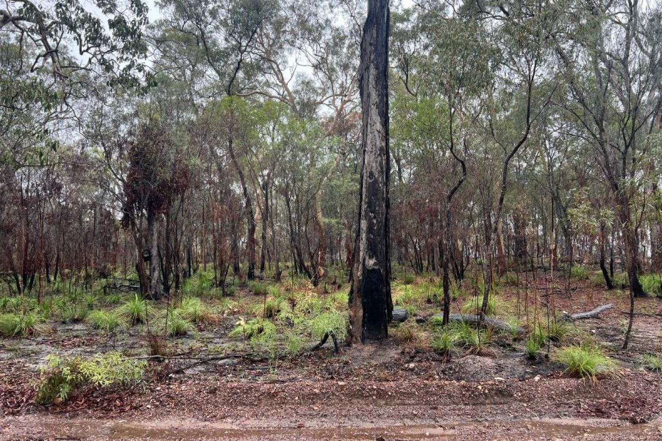 Reduced fuel load and ground cover regrowth after planned burn.