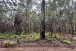 Reduced fuel load and ground cover regrowth after planned burn.