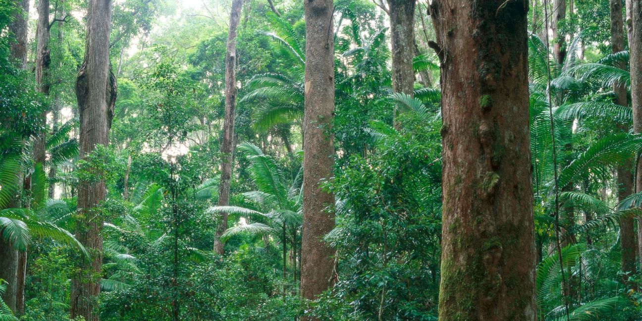 Dense rainforest with lots of green foliage, new recruitment, and strong free-standing tree trunks. 